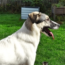 SOPHIE, Hund, Mischlingshund in Kreuztal - Bild 5