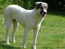 SOPHIE, Hund, Mischlingshund in Kreuztal - Bild 7