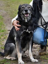 PASCHA, Hund, Mischlingshund in Grethem - Bild 1