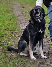 PASCHA, Hund, Mischlingshund in Grethem - Bild 2