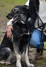 PASCHA, Hund, Mischlingshund in Grethem - Bild 6