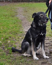PASCHA, Hund, Mischlingshund in Grethem - Bild 7