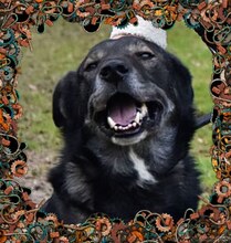 PASCHA, Hund, Mischlingshund in Grethem - Bild 8