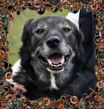 PASCHA, Hund, Mischlingshund in Grethem - Bild 9