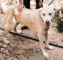 ORO, Hund, Mischlingshund in Spanien - Bild 2