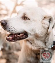 ORO, Hund, Mischlingshund in Spanien - Bild 4