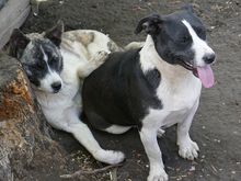 IOANA, Hund, Mischlingshund in Rumänien - Bild 10