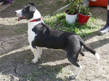 IOANA, Hund, Mischlingshund in Rumänien - Bild 2