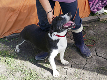 IOANA, Hund, Mischlingshund in Rumänien - Bild 4