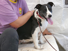 IOANA, Hund, Mischlingshund in Rumänien - Bild 8
