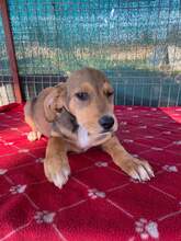 FADY, Hund, Mischlingshund in Rumänien - Bild 4