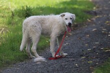 AIANO, Hund, Mischlingshund in Lohra-Reimershausen - Bild 3
