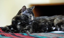 JOY, Katze, Hauskatze in Bulgarien - Bild 1