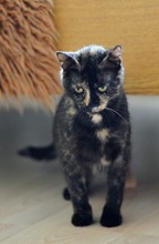 JOY, Katze, Hauskatze in Bulgarien - Bild 3
