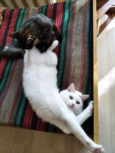 JOY, Katze, Hauskatze in Bulgarien - Bild 5
