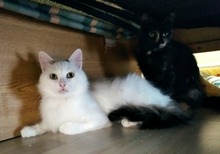 ALEX, Katze, Hauskatze in Bulgarien - Bild 2
