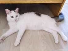 ALEX, Katze, Hauskatze in Bulgarien - Bild 5