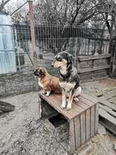 YUKI, Hund, Mischlingshund in Rumänien - Bild 10