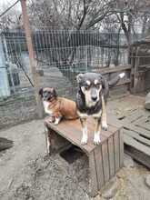 YUKI, Hund, Mischlingshund in Rumänien - Bild 11