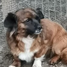 YUKI, Hund, Mischlingshund in Rumänien - Bild 5