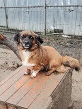 YUKI, Hund, Mischlingshund in Rumänien - Bild 9