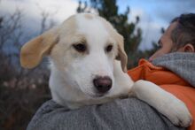 PIPPA, Hund, Mischlingshund in Bulgarien - Bild 1