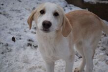PIPPA, Hund, Mischlingshund in Bulgarien - Bild 2