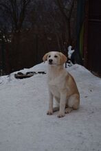 PIPPA, Hund, Mischlingshund in Bulgarien - Bild 3