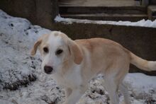 PIPPA, Hund, Mischlingshund in Bulgarien - Bild 6