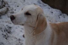 PIPPA, Hund, Mischlingshund in Bulgarien - Bild 8