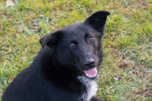 JETTE, Hund, Mischlingshund in Kroatien - Bild 1