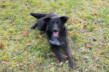 JETTE, Hund, Mischlingshund in Kroatien - Bild 2