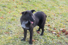 JETTE, Hund, Mischlingshund in Kroatien - Bild 5