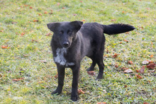 JETTE, Hund, Mischlingshund in Kroatien - Bild 6