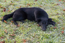 JETTE, Hund, Mischlingshund in Kroatien - Bild 7