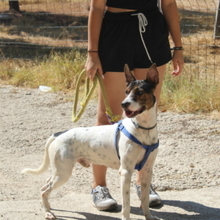 COOPER, Hund, Mischlingshund in Spanien - Bild 10