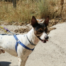 COOPER, Hund, Mischlingshund in Spanien - Bild 11