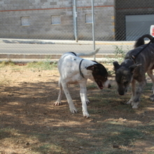 COOPER, Hund, Mischlingshund in Spanien - Bild 12