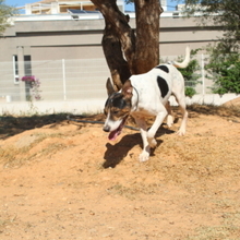 COOPER, Hund, Mischlingshund in Spanien - Bild 13