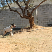COOPER, Hund, Mischlingshund in Spanien - Bild 15