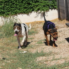 COOPER, Hund, Mischlingshund in Spanien - Bild 18
