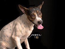 COOPER, Hund, Mischlingshund in Spanien - Bild 2