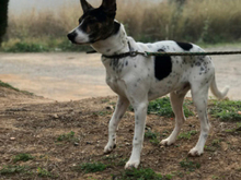 COOPER, Hund, Mischlingshund in Spanien - Bild 25