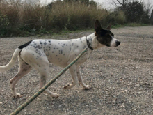 COOPER, Hund, Mischlingshund in Spanien - Bild 26