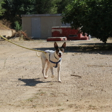 COOPER, Hund, Mischlingshund in Spanien - Bild 3