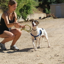 COOPER, Hund, Mischlingshund in Spanien - Bild 4