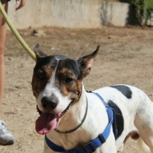 COOPER, Hund, Mischlingshund in Spanien - Bild 5