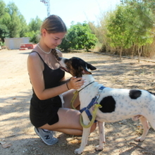 COOPER, Hund, Mischlingshund in Spanien - Bild 7