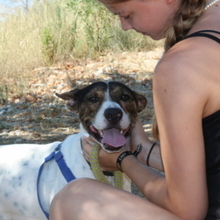 COOPER, Hund, Mischlingshund in Spanien - Bild 8
