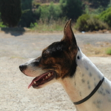 COOPER, Hund, Mischlingshund in Spanien - Bild 9